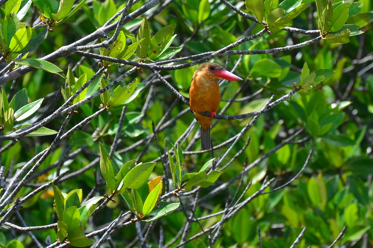 Pelargopsis amauroptera